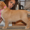 Golden Retriever puppy for sale online