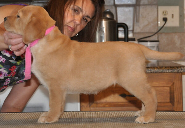 Golden Retriever puppy for sale online