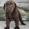 Labrador Retriever puppies for sale