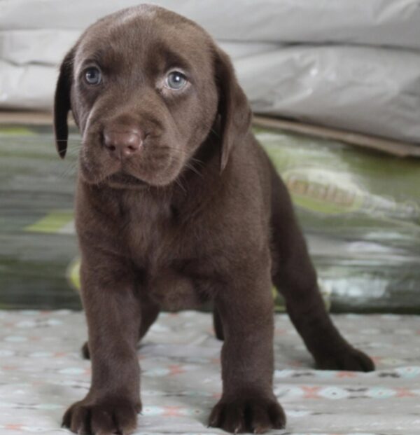 Labrador Retriever puppies for sale