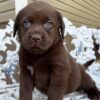 Labrador puppy for sale