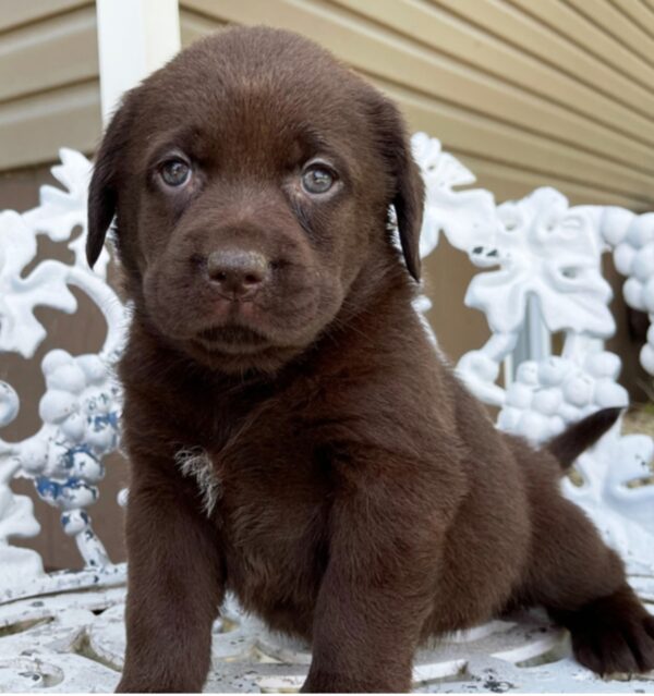 Labrador puppy for sale