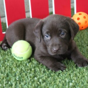 chocolate Labrador puppies for sale online