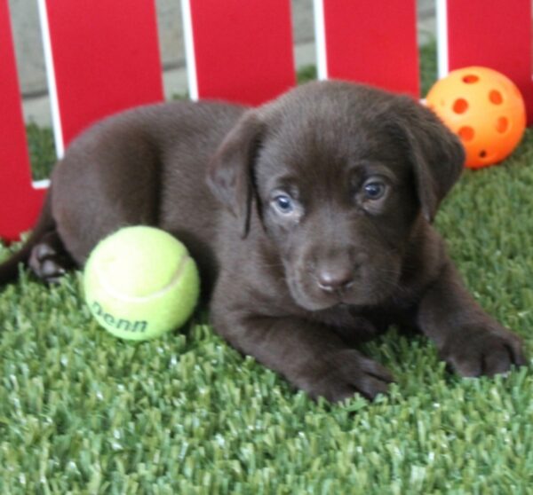 chocolate Labrador puppies for sale online