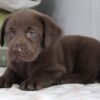 Brown Labrador puppies for sale