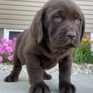 chocolate Labrador puppies