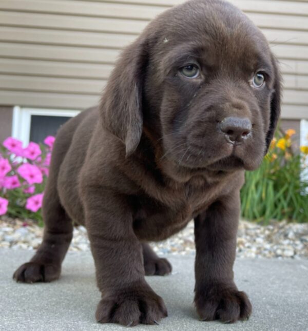 chocolate Labrador puppies