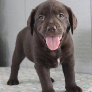 Labrador puppies for sale