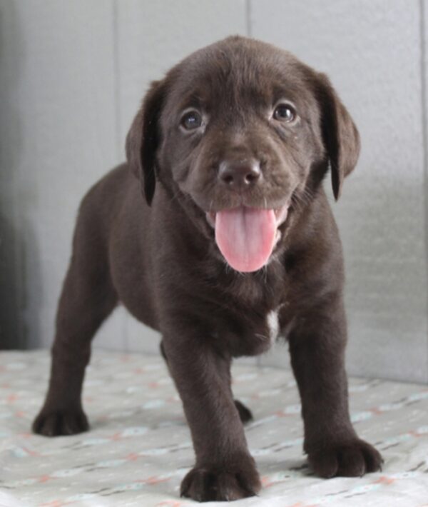 Labrador puppies for sale