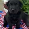 Labrador puppies