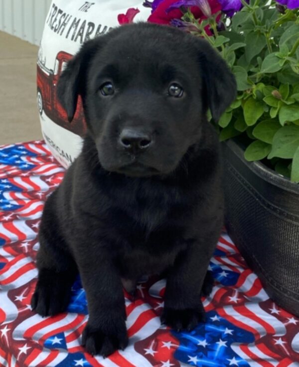 Labrador puppies