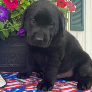 Buy Labrador puppies online