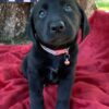 Labrador Retriever puppies