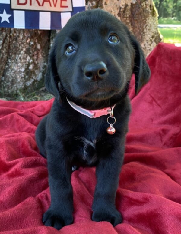 Labrador Retriever puppies