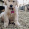 cheap Golden Retriever puppies for sale