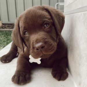 Labrador puppies for sale online