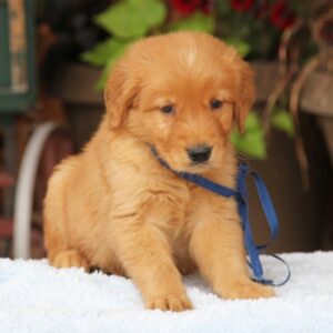 Buy cheap Golden Retriever puppies online