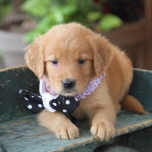 Buy Golden Retriever puppies Online