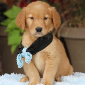 cheap Golden Retriever puppies for sale online