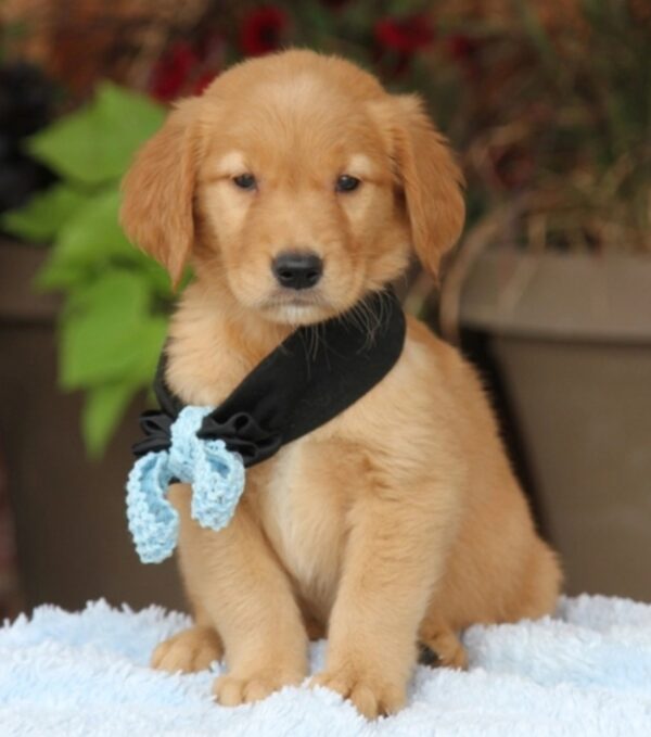 cheap Golden Retriever puppies for sale online