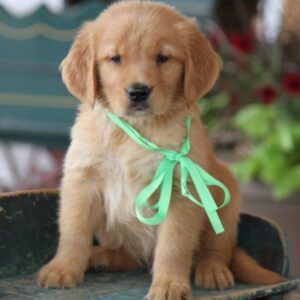 Golden Retriever puppies for sale near me