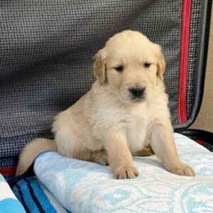 Golden Retriever puppies for sale