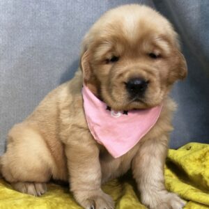 Golden Retriever puppy for sale