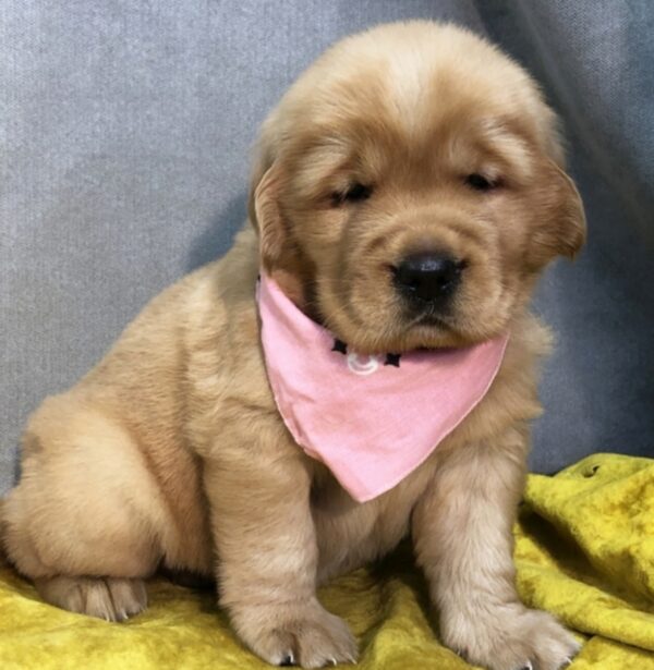 golden retriever puppy for sale